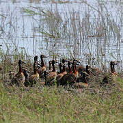 White-faced Whistling Duck