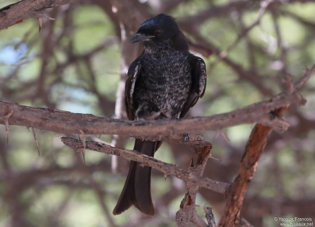 Fork-tailed Drongoimmature, identification, aspect