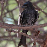 Fork-tailed Drongo