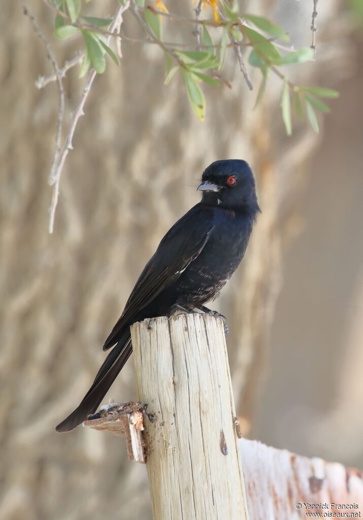 Fork-tailed Drongoadult, habitat, aspect