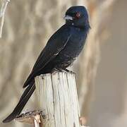 Fork-tailed Drongo