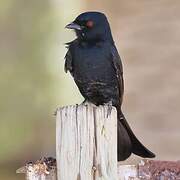 Fork-tailed Drongo