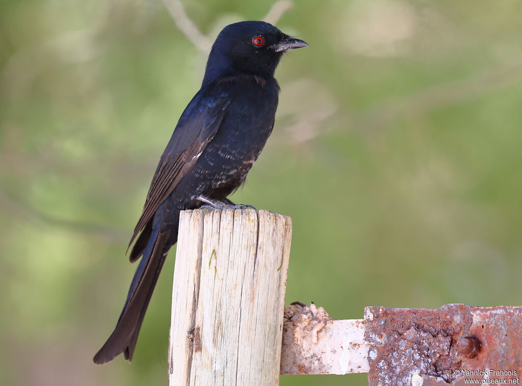 Fork-tailed Drongoadult, identification, aspect