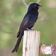 Fork-tailed Drongo