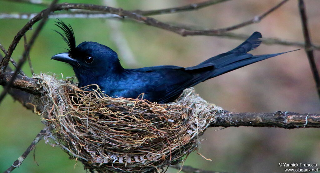 Drongo malgacheadulte, identification, Nidification