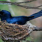 Drongo malgache