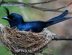 Crested Drongo