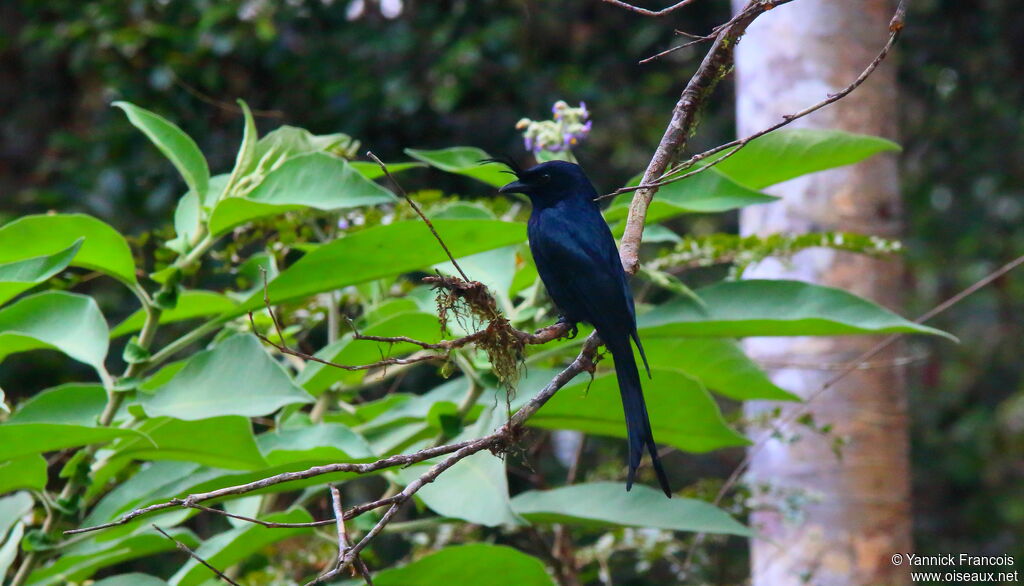 Crested Drongoadult, habitat