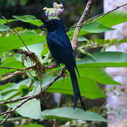 Crested Drongo