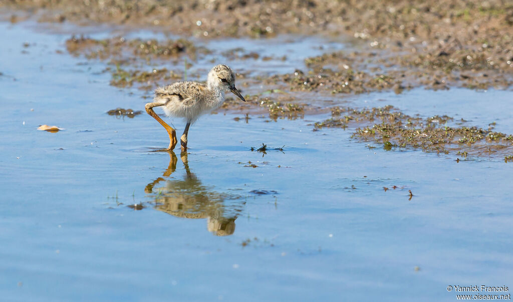 Black-winged StiltPoussin, identification, aspect, walking