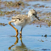 Black-winged Stilt