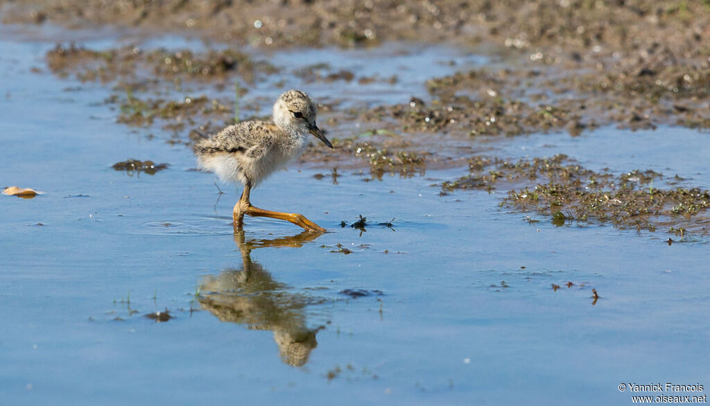 Black-winged StiltPoussin, identification, aspect, walking