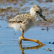 Black-winged Stilt
