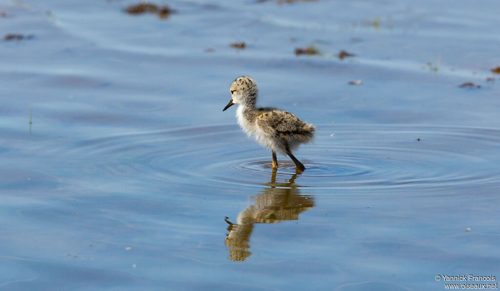 Black-winged StiltPoussin, identification, aspect