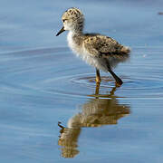 Black-winged Stilt