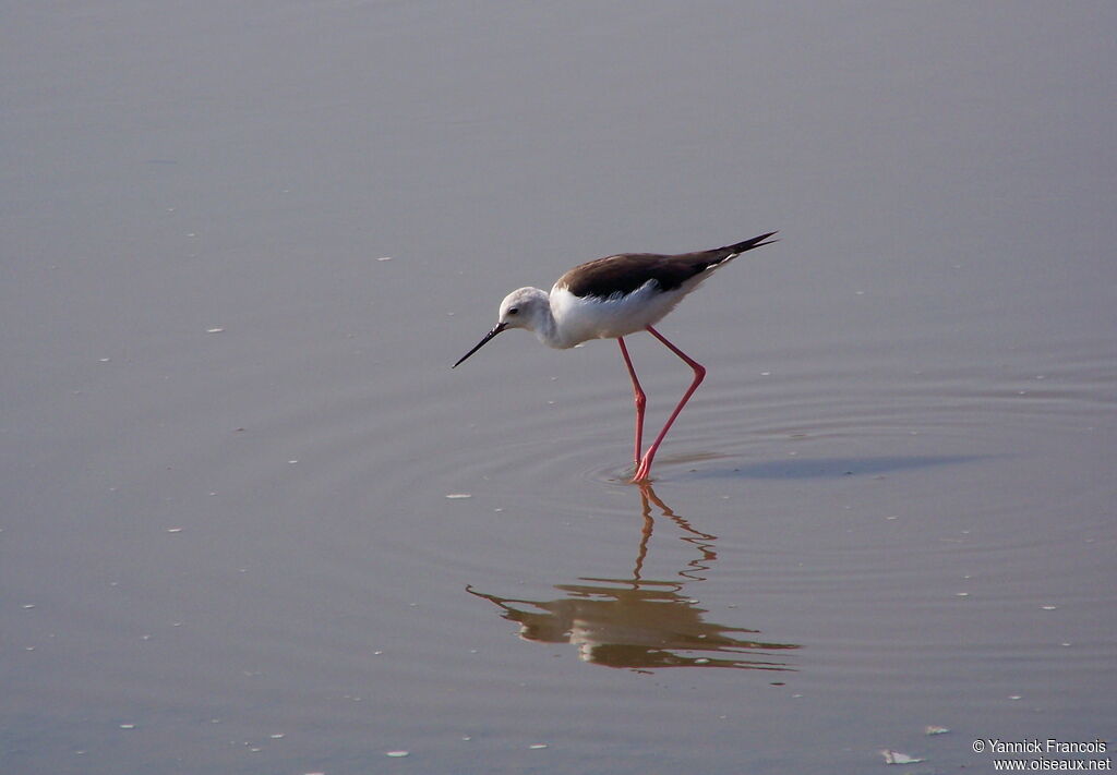 Black-winged Stiltadult breeding, identification, aspect