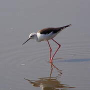 Black-winged Stilt