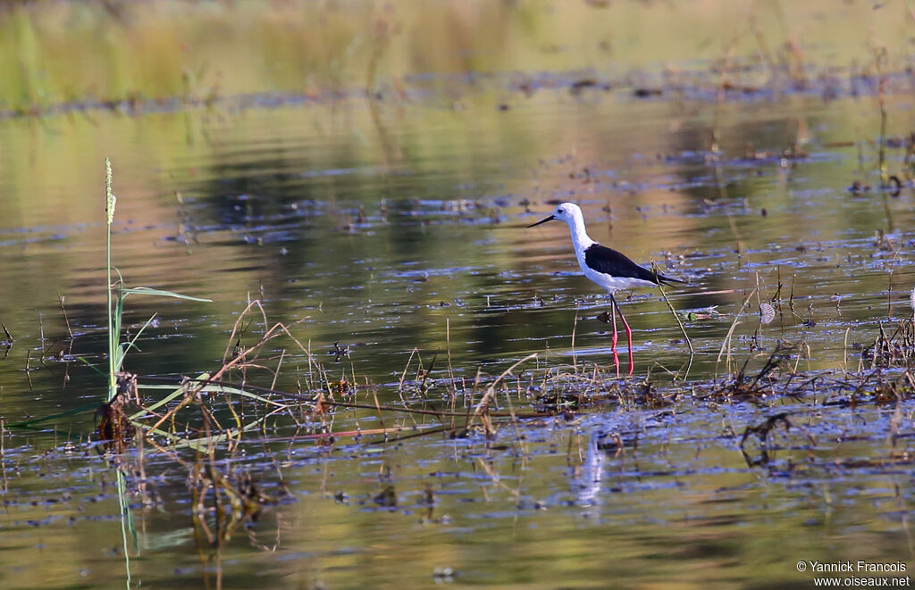 Black-winged Stiltadult, habitat, aspect