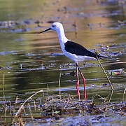 Black-winged Stilt