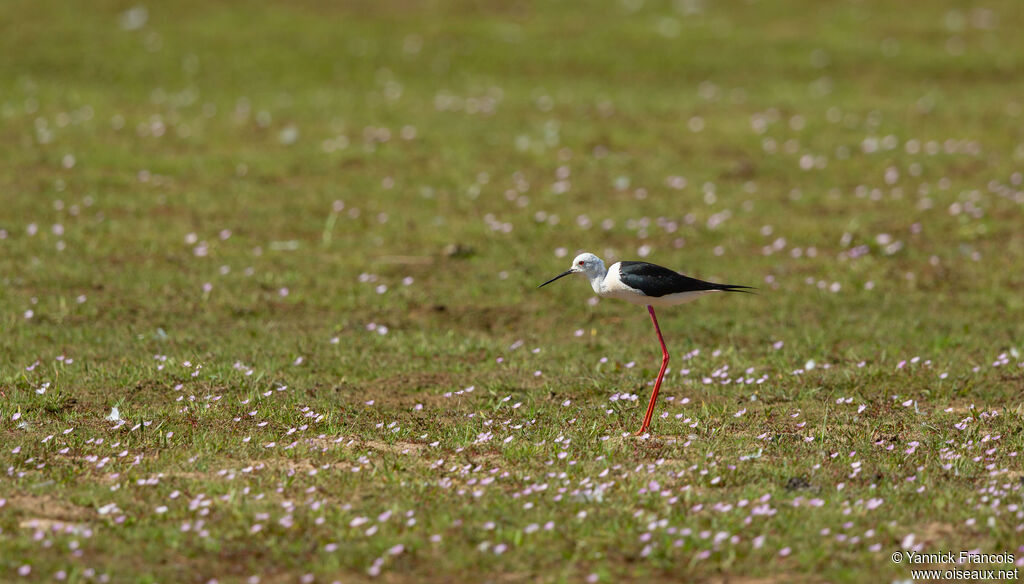 Black-winged Stiltadult, habitat, aspect