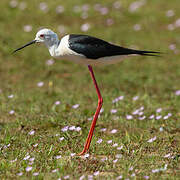 Black-winged Stilt
