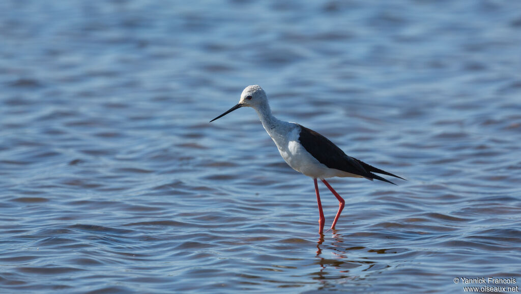 Black-winged Stiltadult, identification, aspect