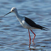 Black-winged Stilt
