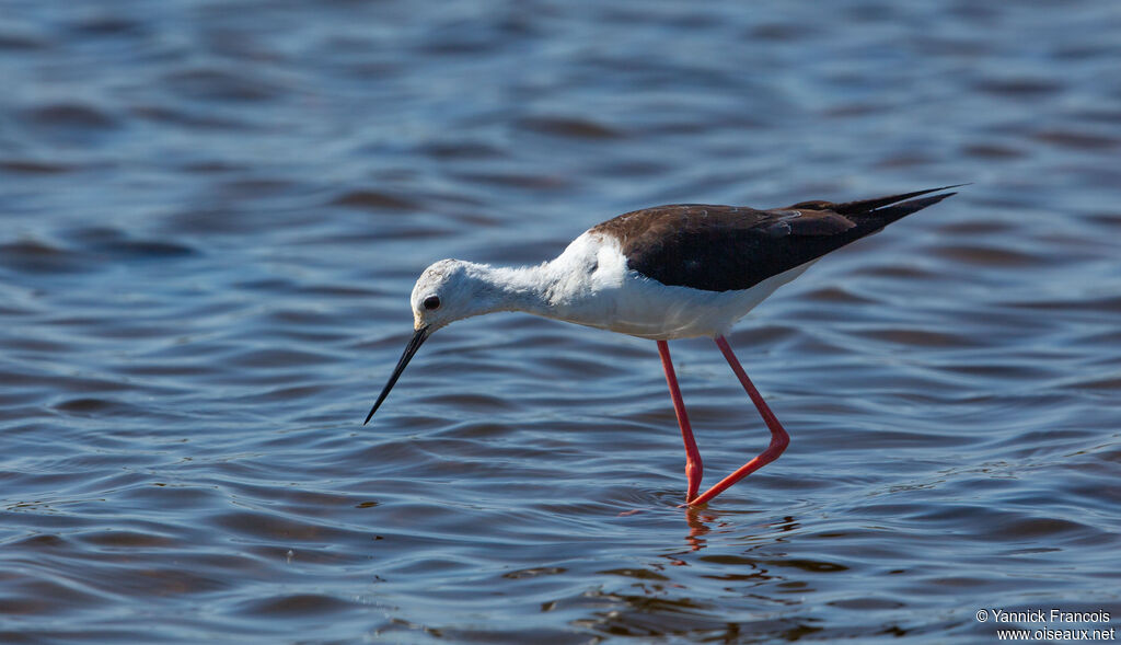 Black-winged Stiltadult, identification, aspect