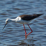Black-winged Stilt
