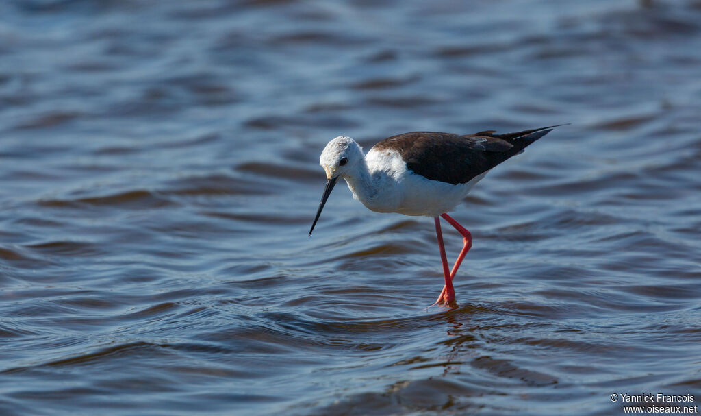 Black-winged Stiltadult, identification, aspect