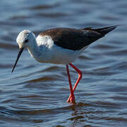 Black-winged Stilt