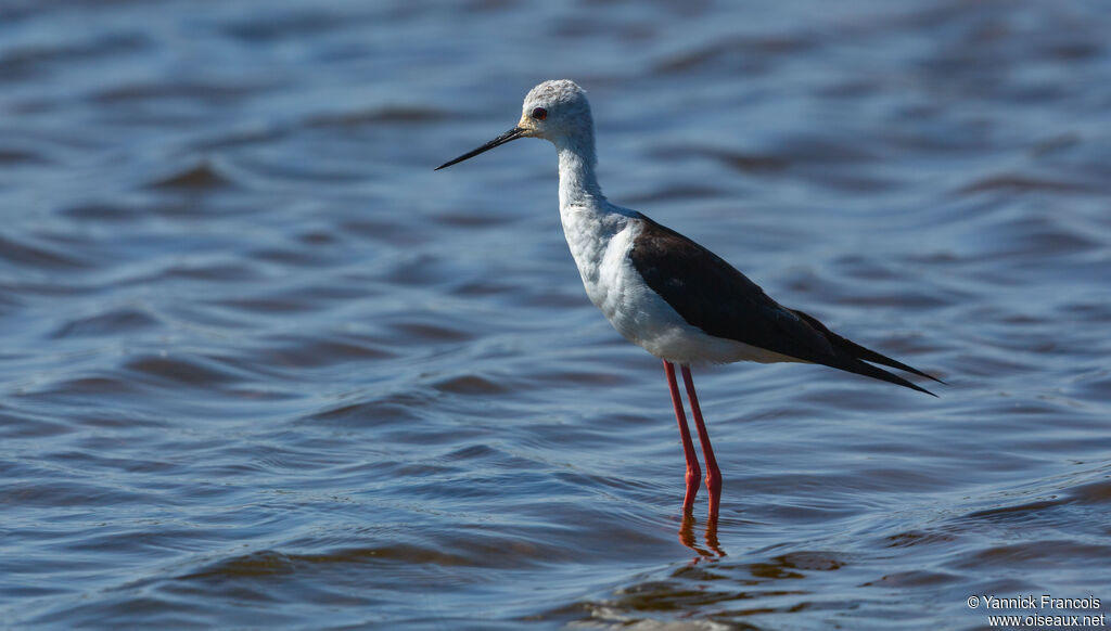 Black-winged Stiltadult, identification, aspect