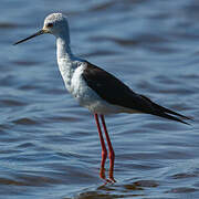 Black-winged Stilt