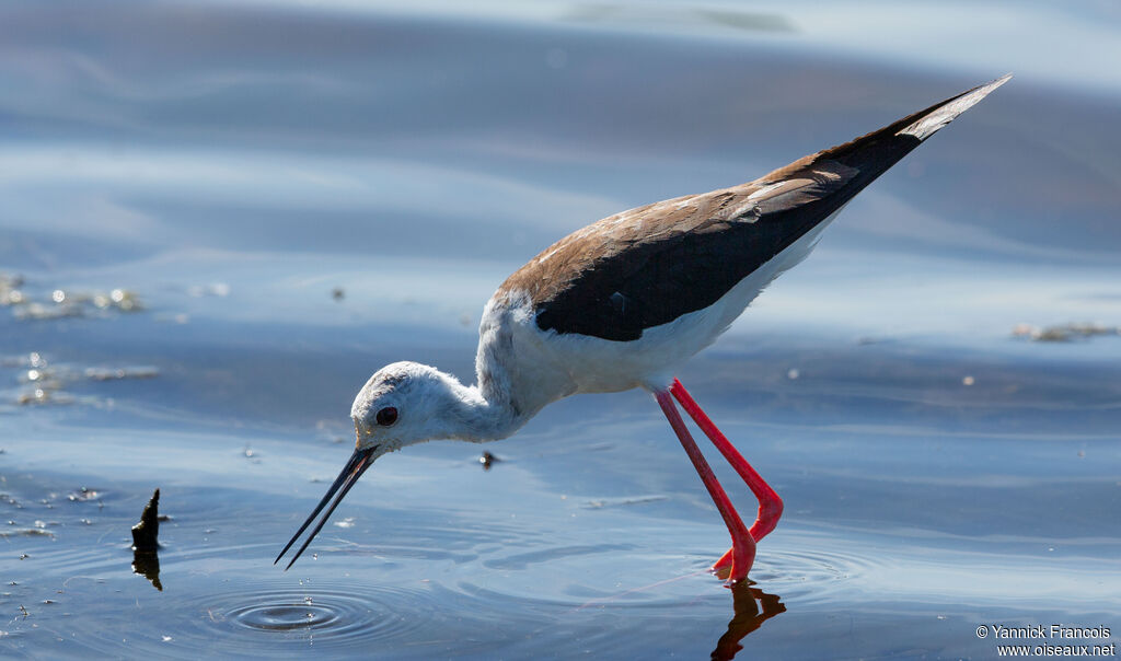Black-winged Stiltadult, identification, aspect, fishing/hunting