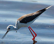 Black-winged Stilt