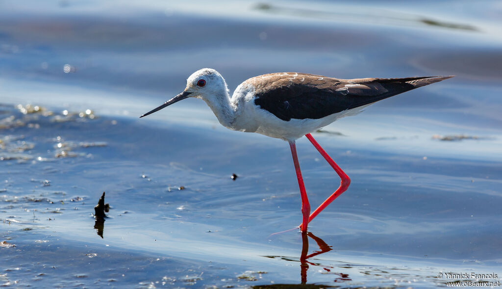Black-winged Stiltadult, identification, aspect