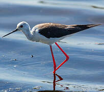 Black-winged Stilt