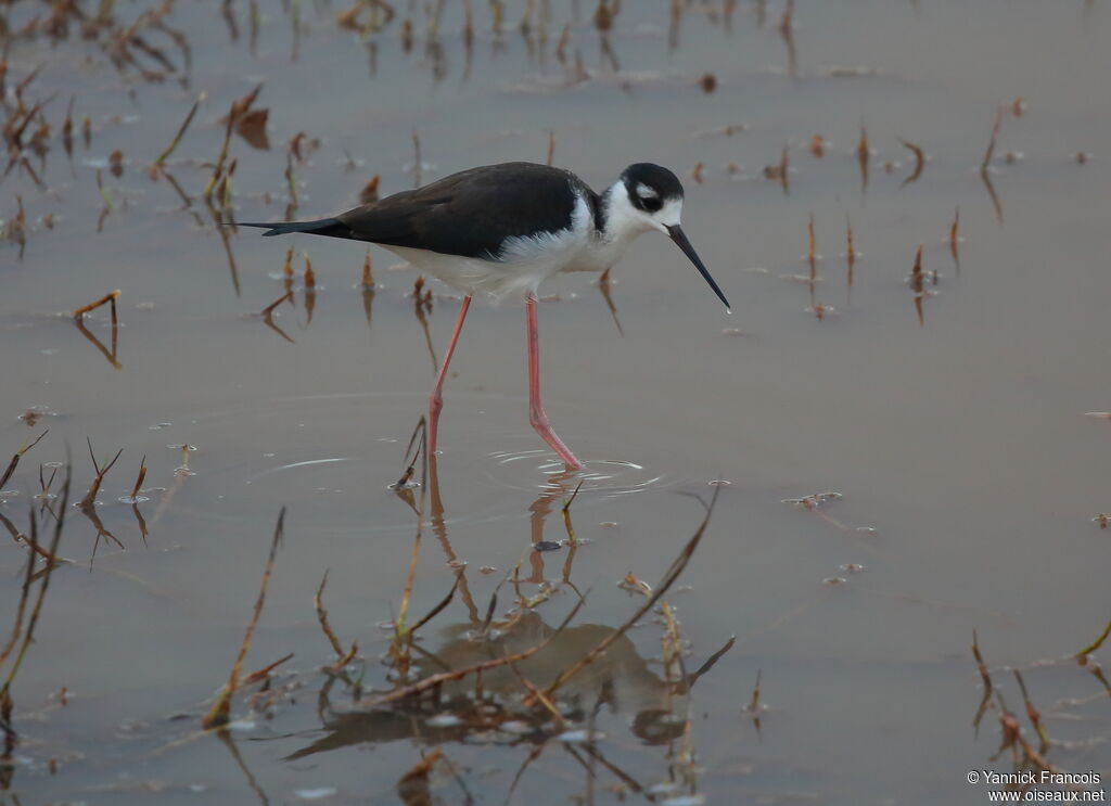 Black-necked Stiltadult, identification, aspect, fishing/hunting