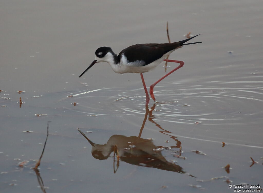 Black-necked Stiltadult, identification, aspect, fishing/hunting