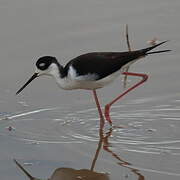 Black-necked Stilt