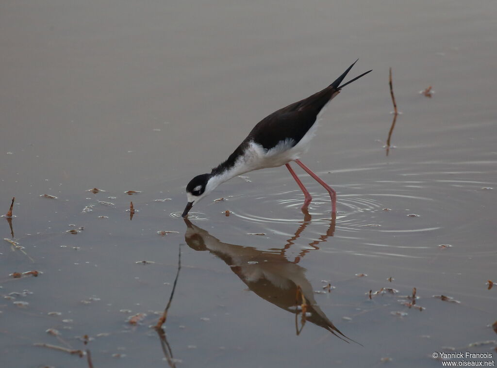 Black-necked Stiltadult, identification, aspect, fishing/hunting