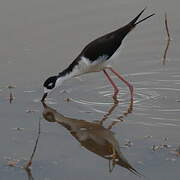 Black-necked Stilt