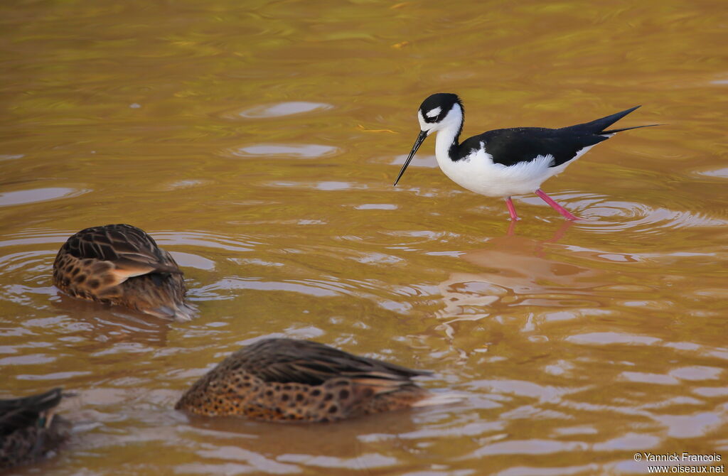 Échasse d'Amériqueadulte, habitat, composition