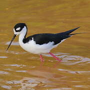 Black-necked Stilt