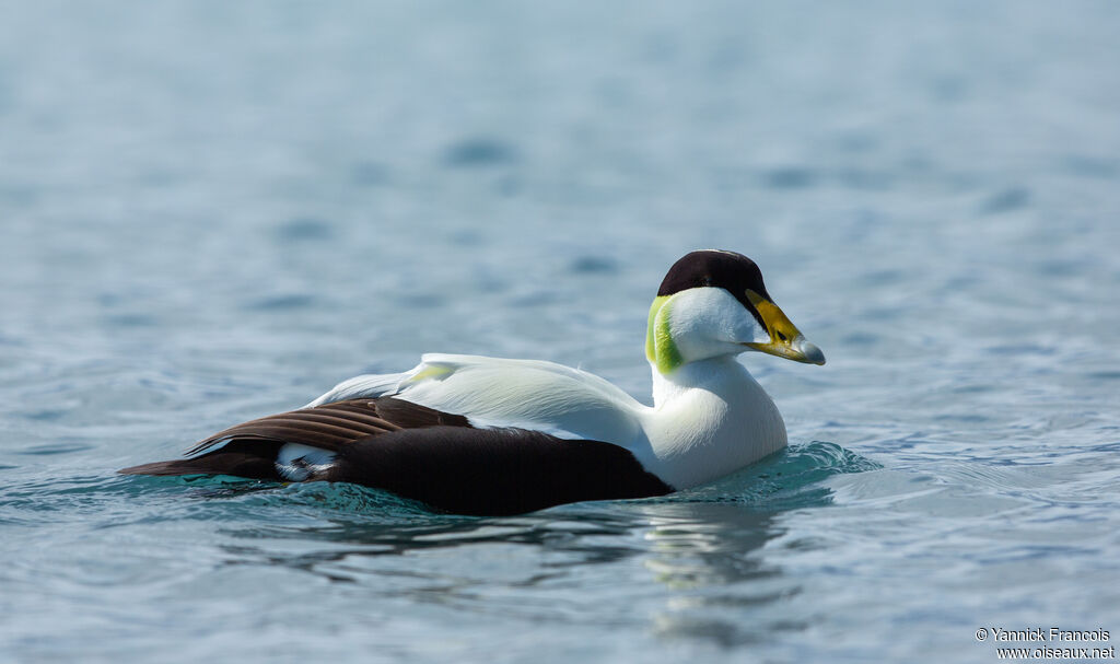 Eider à duvet mâle adulte nuptial, identification, composition, nage