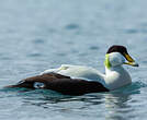 Eider à duvet