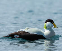 Eider à duvet