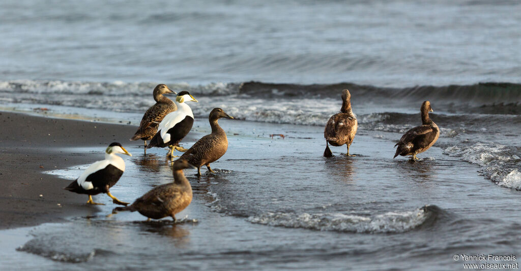 Common Eider, habitat, aspect