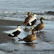Eider à duvet