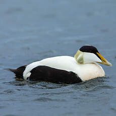 Eider à duvet